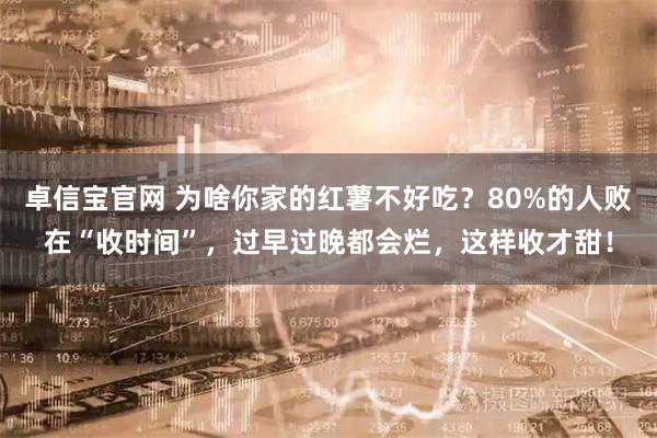 卓信宝官网 为啥你家的红薯不好吃？80%的人败在“收时间”，过早过晚都会烂，这样收才甜！