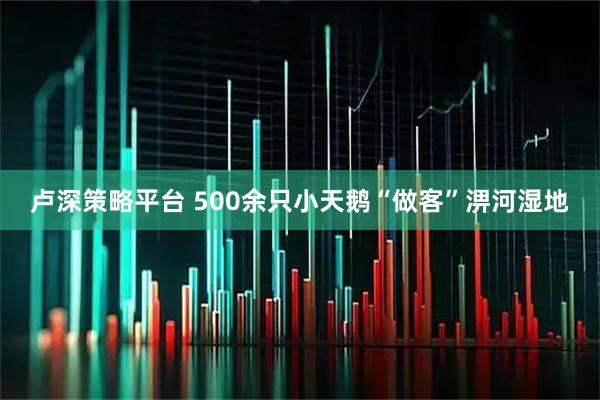卢深策略平台 500余只小天鹅“做客”淠河湿地