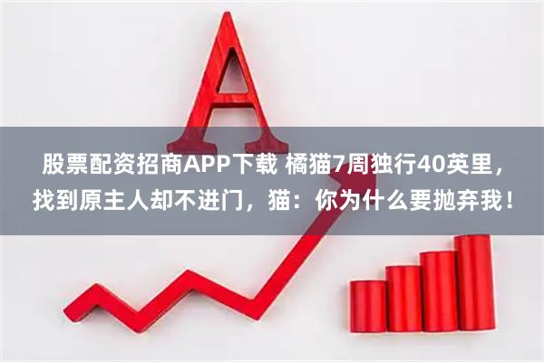 股票配资招商APP下载 橘猫7周独行40英里，找到原主人却不进门，猫：你为什么要抛弃我！